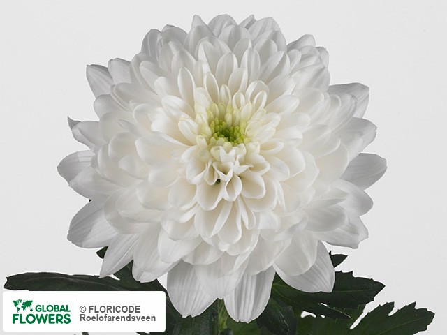 Photo Chrysanthemum (Indicum Grp) geplozen Baltica.