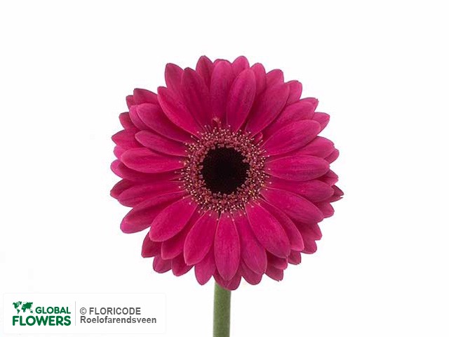 Photo Gerbera mini 'Torina'.