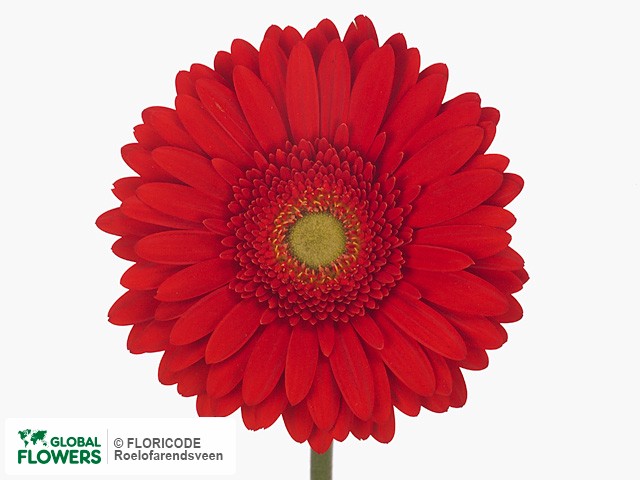 Photo Gerbera grootbloemig 'Caravaggio' | Global Flowers