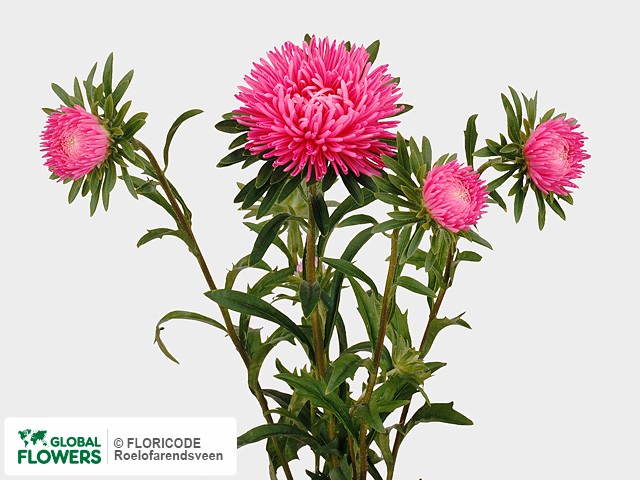 Фото вида Каллистефус китайский "Mondego Deep Rose".