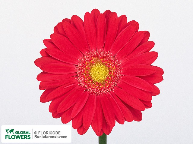 Photo Gerbera mini 'Trinity' | Global Flowers