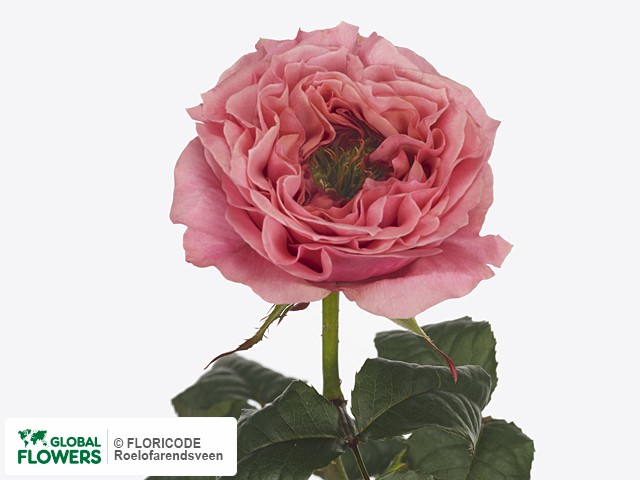 Фото вида Роза крупноцветковая "Regents Park".