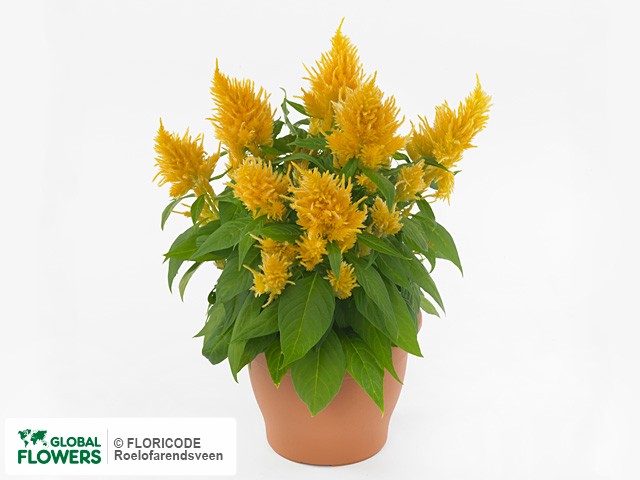 Фото вида Целозия серебристая перистая "Xclusive Yellow".