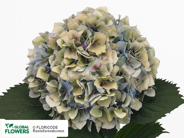 Photo Hydrangea macrophylla 'Femme' (classic).