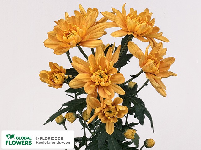 Photo Chrysanthemum (Indicum Grp) tros 'Fiji Orange'.