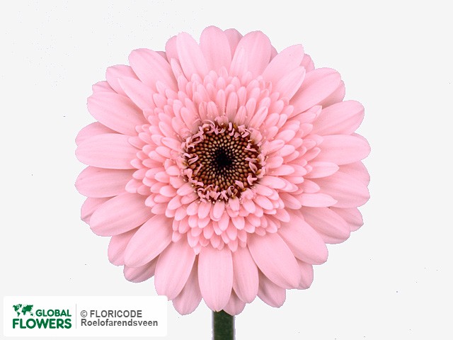 Photo Gerbera mini Odori.