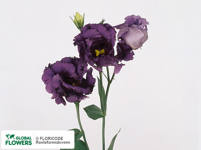 Photo Eustoma russellianum enkelbloemig 'Ruffle Blue'.