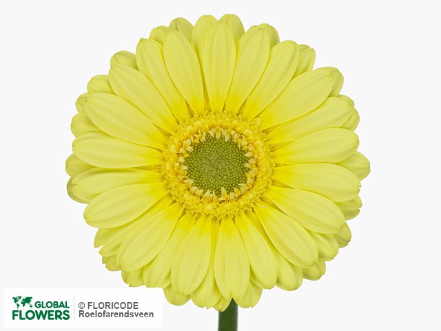 Photo Gerbera mini Lemon Ice.