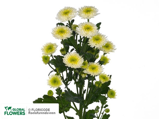 Photo Chrysanthemum (Indicum Grp) tros Lavrion.