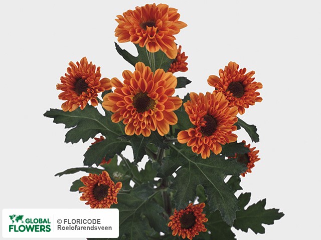 Photo Chrysanthemum (Indicum Grp) tros 'Vyking-Orange'.