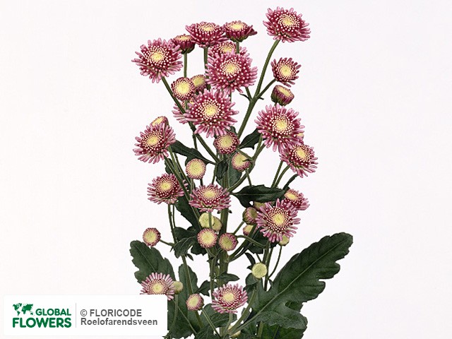 Photo Chrysanthemum (Indicum Grp) tros 'Stallion Pink'.