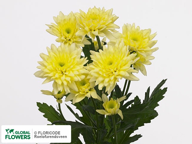 Photo Chrysanthemum (Indicum Grp) tros Euro Cream.