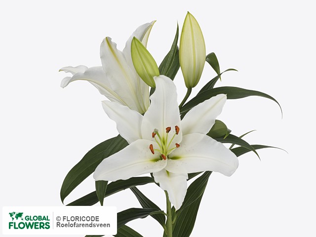 Lilium — photo of varieties and species | Global Flowers