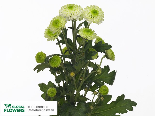 Photo Chrysanthemum (Indicum Grp) tros santini 'Noki'.