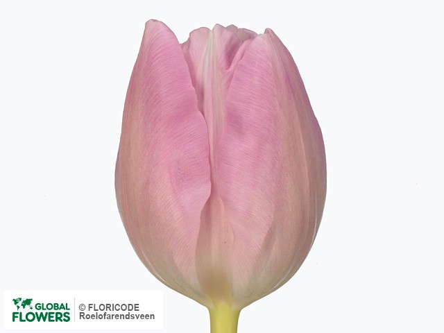 Photo Tulipa (Triumph Grp) 'Kaiserin Maria Theresia'.