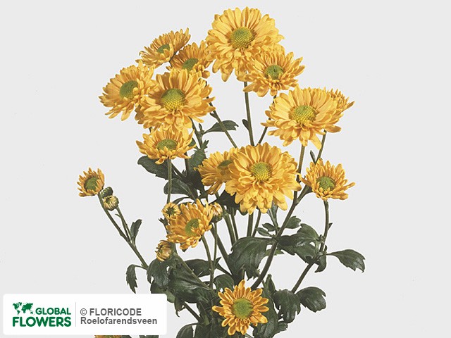 Photo Chrysanthemum (Indicum Grp) tros 'Danielle Brons'.