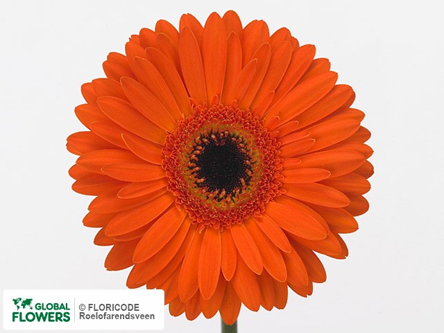 Photo Gerbera grootbloemig Tenor.