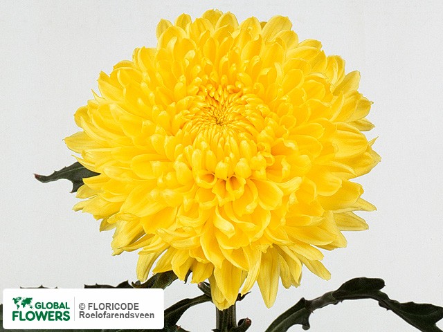 Photo Chrysanthemum (Indicum Grp) geplozen 'Riga'.