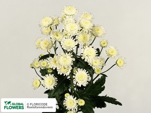 Photo Chrysanthemum (Indicum Grp) tros santini 'Stallion'.