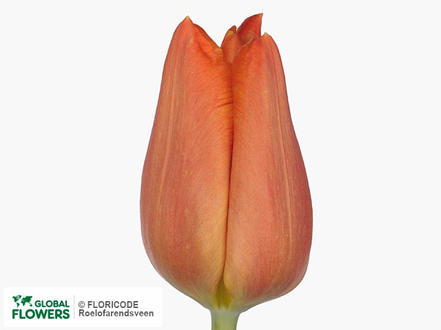 Photo Tulipa (Triumph Grp) 'Fidelio'.