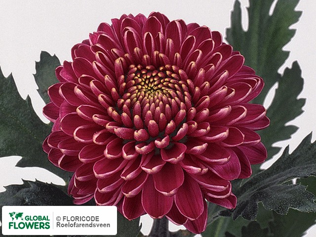 Photo Chrysanthemum (Indicum Grp) geplozen 'Zodiac Dark'.