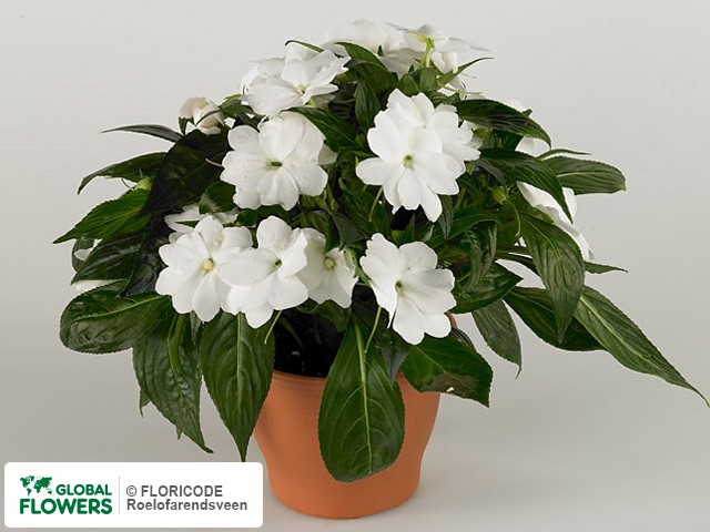 Фото вида Недотрога Новая Гвинея "Tamarinda White".