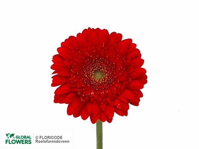 Photo Gerbera mini Red Hot.