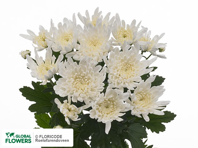 Photo Chrysanthemum (Indicum Grp) tros Libelle.