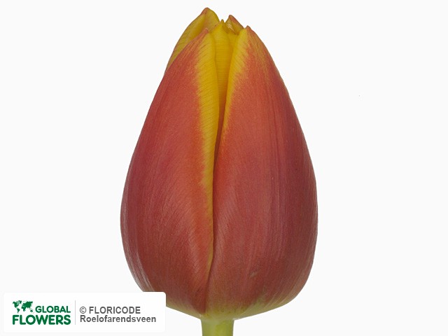 Photo Tulipa (Triumph Grp) 'Tecla'.