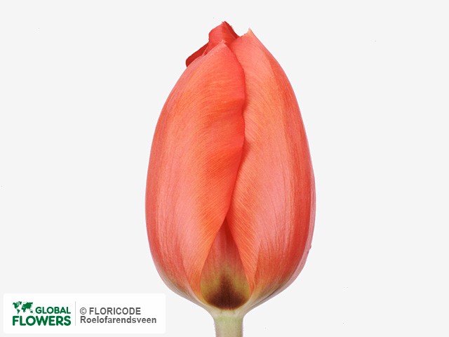 Photo Tulipa (Darwinhybrid Grp) 'Oranjezon'.