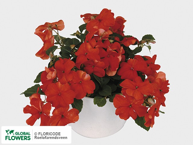 Фото вида Недотрога Уоллера "Deco Orange".