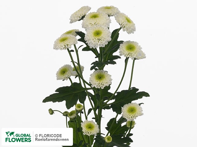 Photo Chrysanthemum (Indicum Grp) tros santini Fulvio.