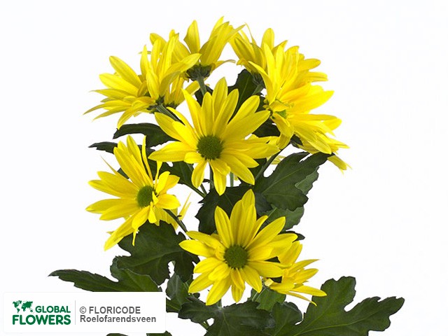 Photo Chrysanthemum (Indicum Grp) tros No Panic.