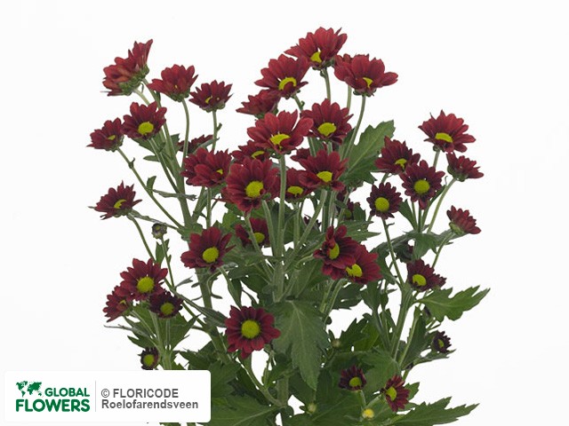 Photo Chrysanthemum (Indicum Grp) tros santini Amiata.
