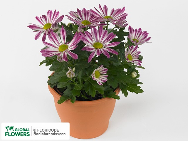 Photo Chrysanthemum (Indicum Grp) Rainbow Candy.