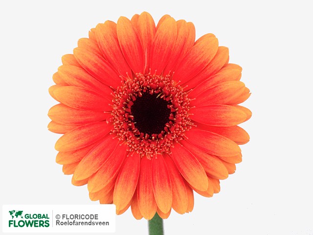 Photo Gerbera mini 'Thunder'.