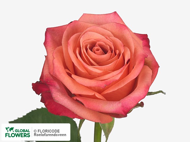Фото вида Роза крупноцветковая "Xavi".