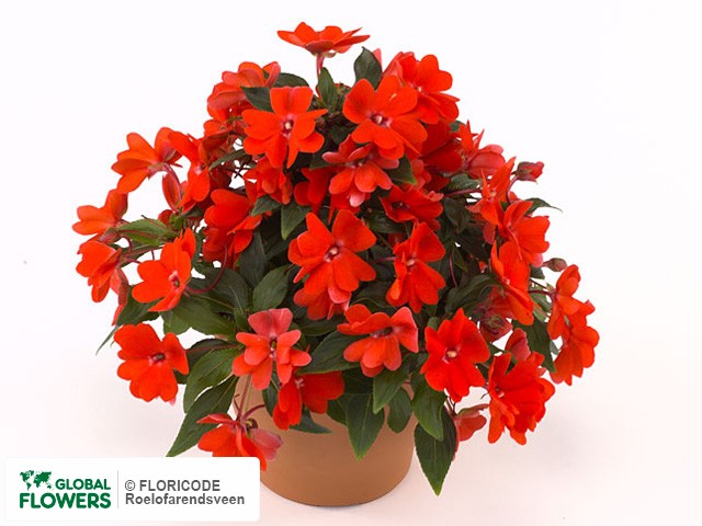 Фото вида Недотрога Новая Гвинея "Kokomo Petit Orange".