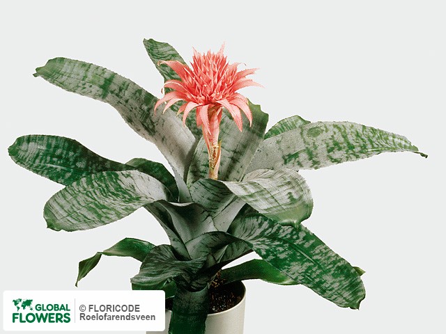 Photo Aechmea fasciata 'Morgana'.