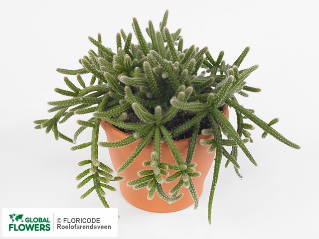 Фото вида Рипсалис "Baccifera subsp. horrida".