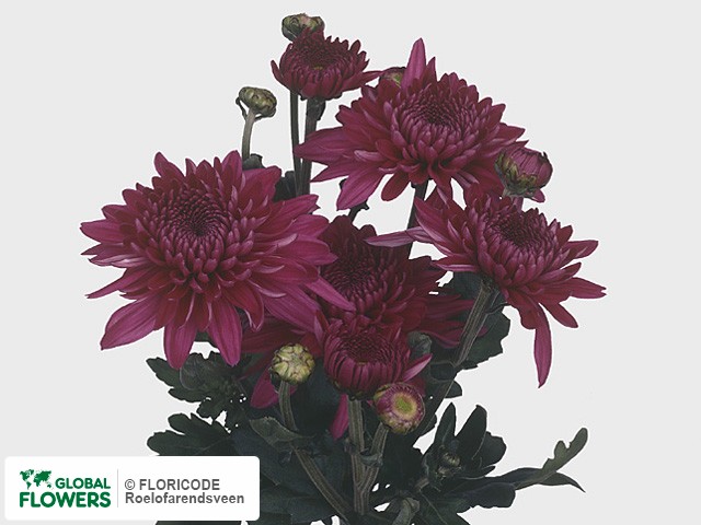 Photo Chrysanthemum (Indicum Grp) tros 'Gompie Super Purper'.