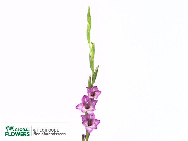 Photo Gladiolus (Small-flowered Grp) 'Flevo Amico'.
