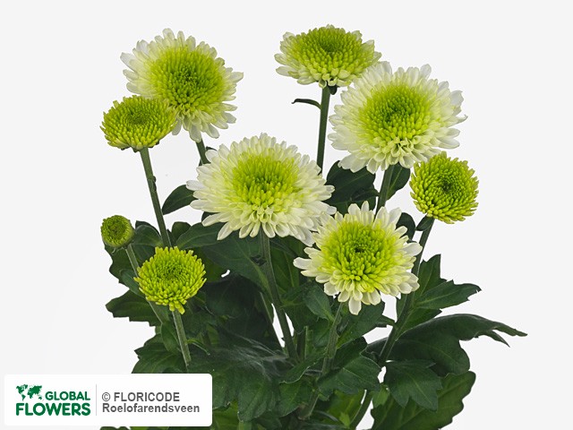 Photo Chrysanthemum (Indicum Grp) tros Tesla.