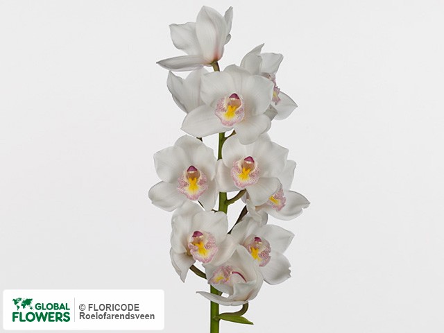 Фото вида Цимбидиум крупноцветковый "Beauty Fred Zuiderlicht".