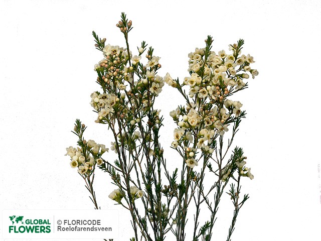 Photo Chamelaucium 'Snow Ball'.