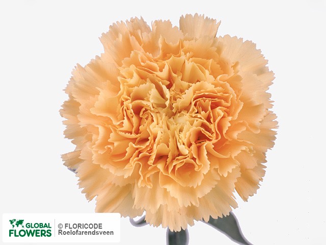 Photo Dianthus standaard 'Solar Oro'.