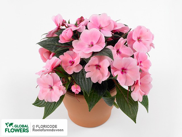 Фото вида Недотрога Новая Гвинея "Toscana Medium Gl Light Pink".