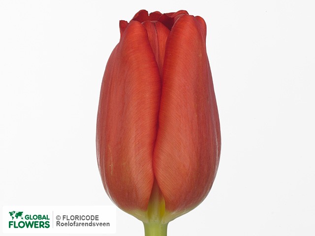 Photo Tulipa (Triumph Grp) 'Arie Hoek'.