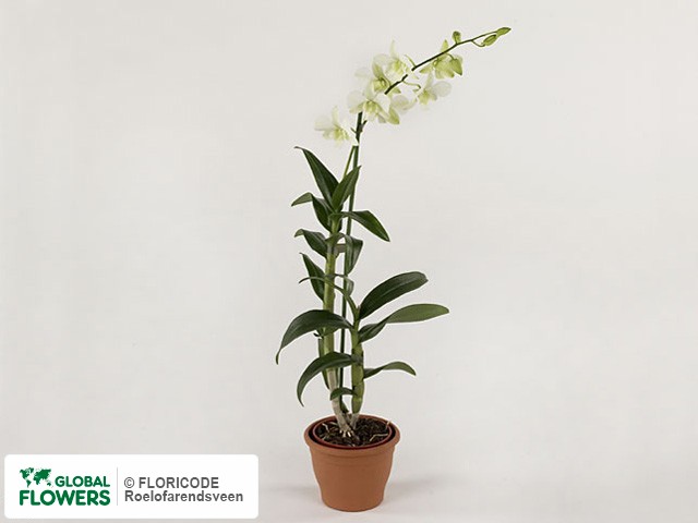 Фото вида Дендробиум "Phalaenopsis Ema White".