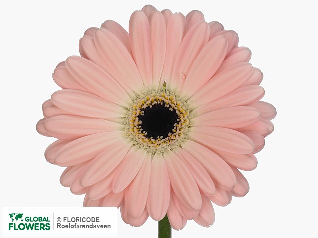 Photo Gerbera mini Marieke.